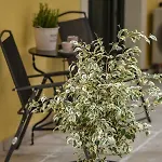 16 Apartamento Corfu (city)